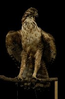 藏品(熊鷹)的圖片